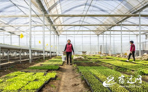 宿遷 無土栽培 致富有路