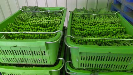 【打好富硒品牌】于都:發(fā)展&ldquo;硒&rdquo;產(chǎn)業(yè) 振興新&ldquo;硒&rdquo;望